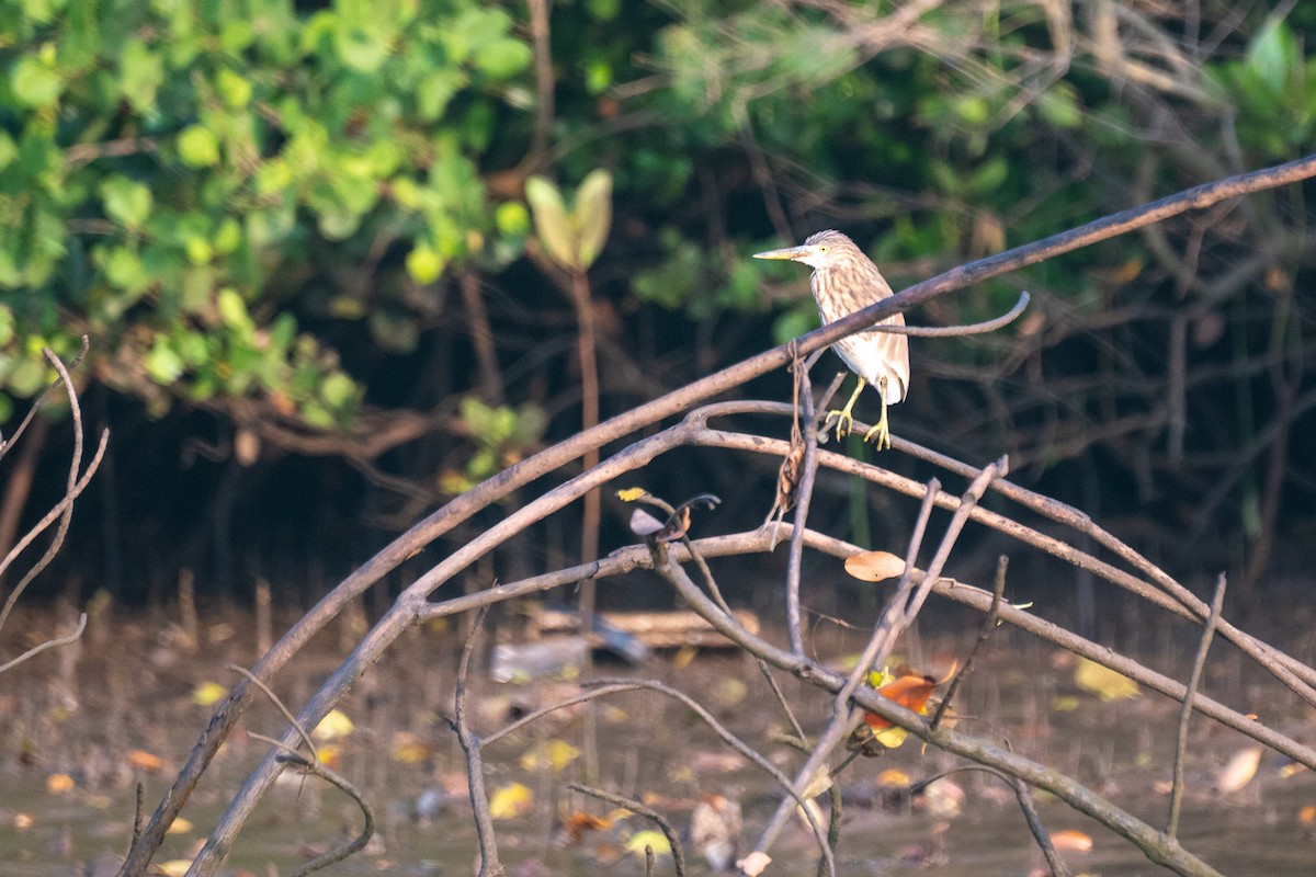 Paddyreiher - ML646592427