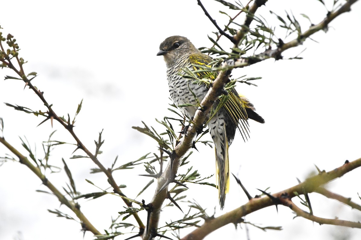 Личинкоїд південний - ML646592428