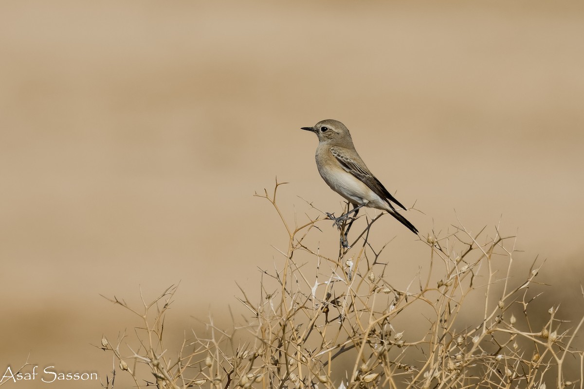 Цөлийн чогчиго - ML646592429