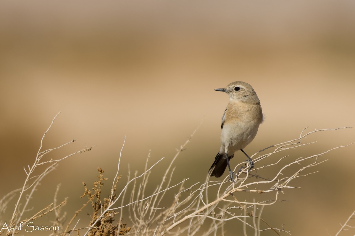 Кам'янка пустельна - ML646592430
