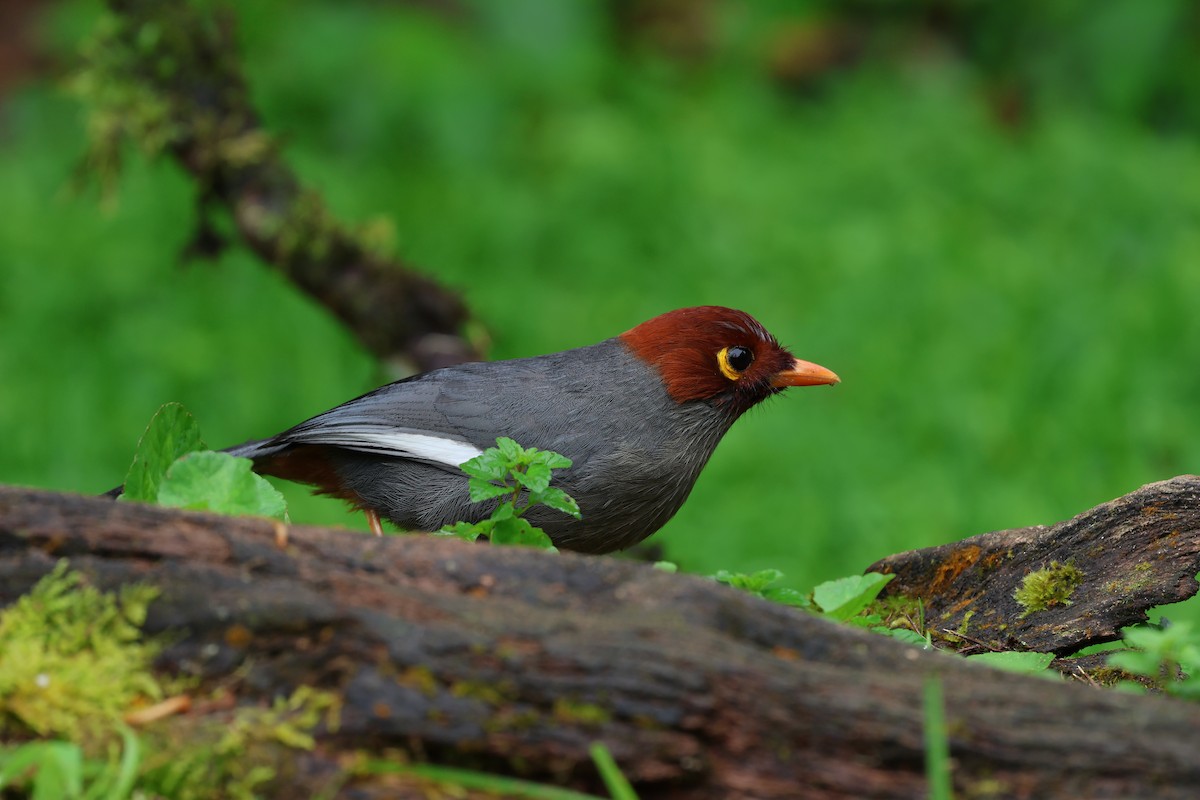 Чагарниця жовтодзьоба - ML646592431