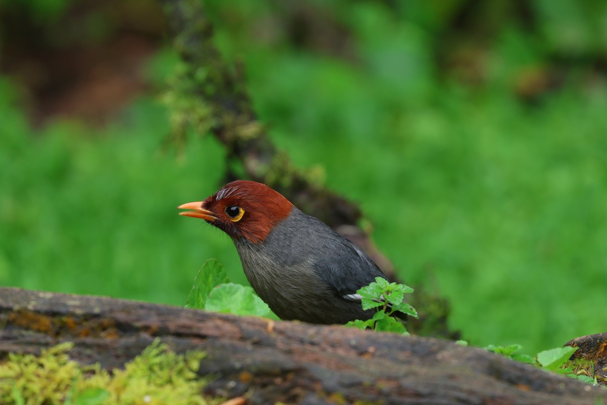 Чагарниця жовтодзьоба - ML646592432