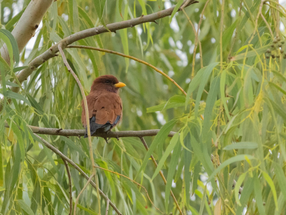 Широкорот африканський - ML646592433