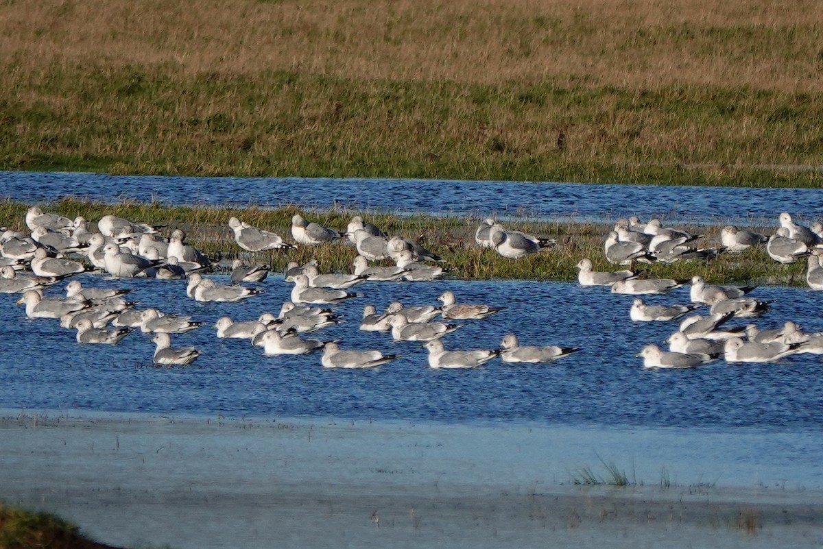 Мартин сивий - ML646592438