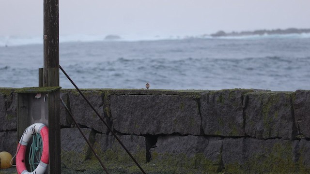 漠䳭 - ML646592439