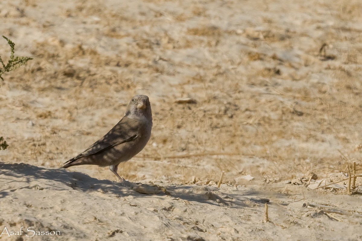 Снігар туркменський - ML646592441