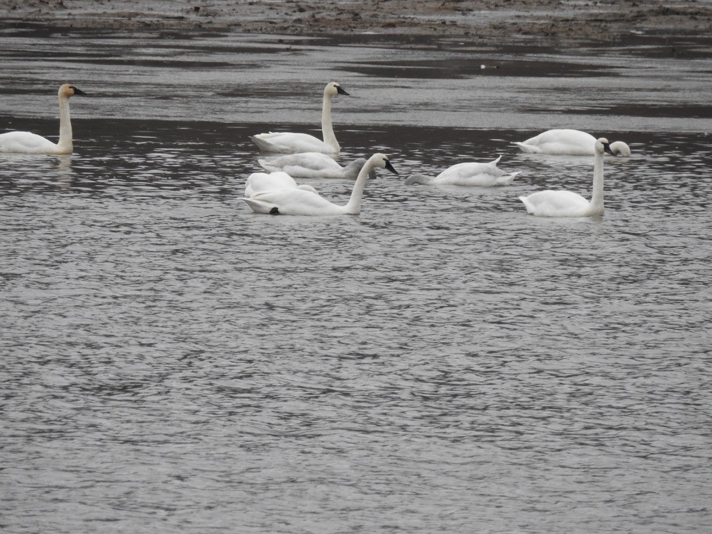 Лебідь чорнодзьобий - ML646592442