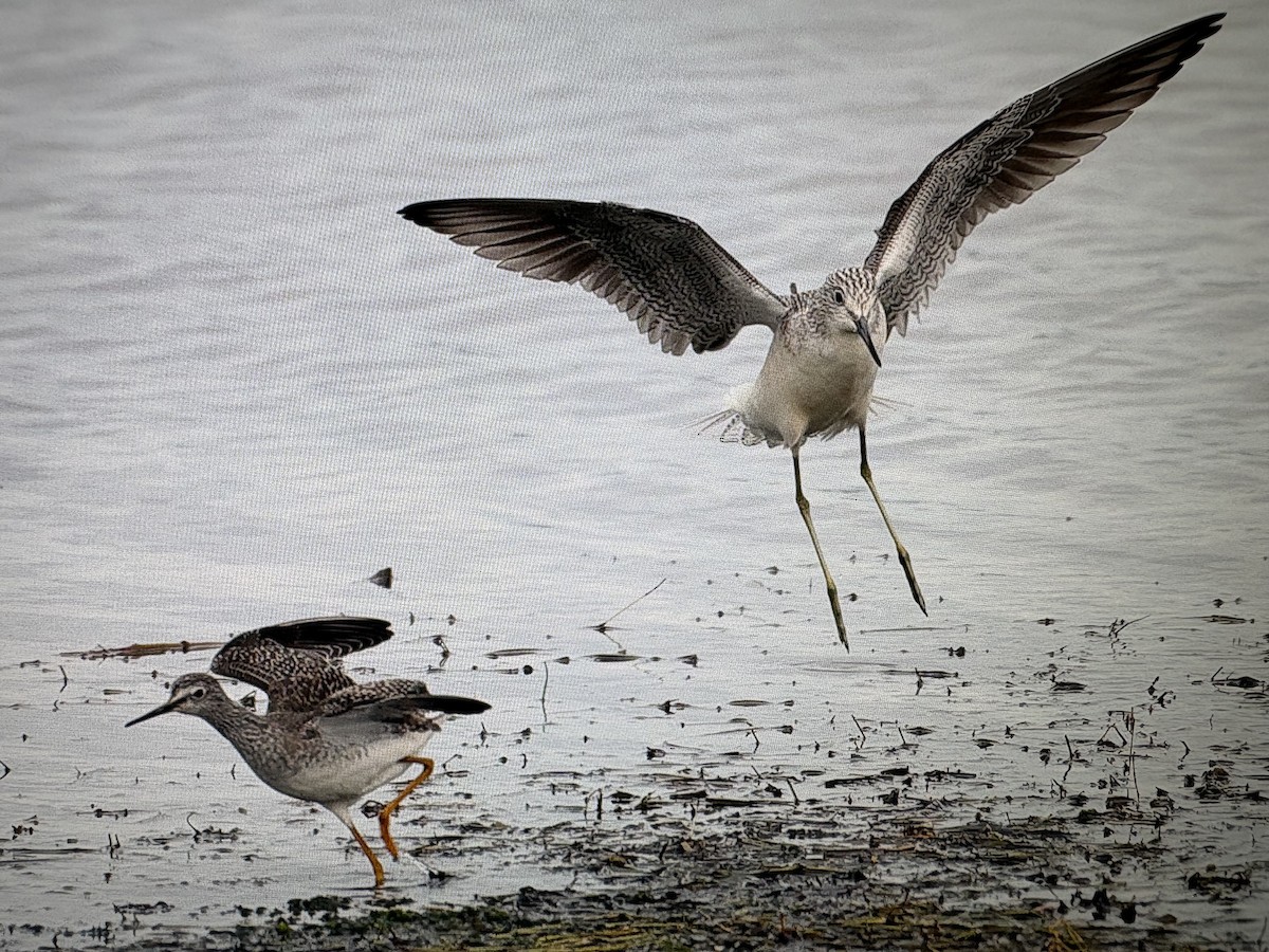 Kuliska hankahori txikia - ML646592443