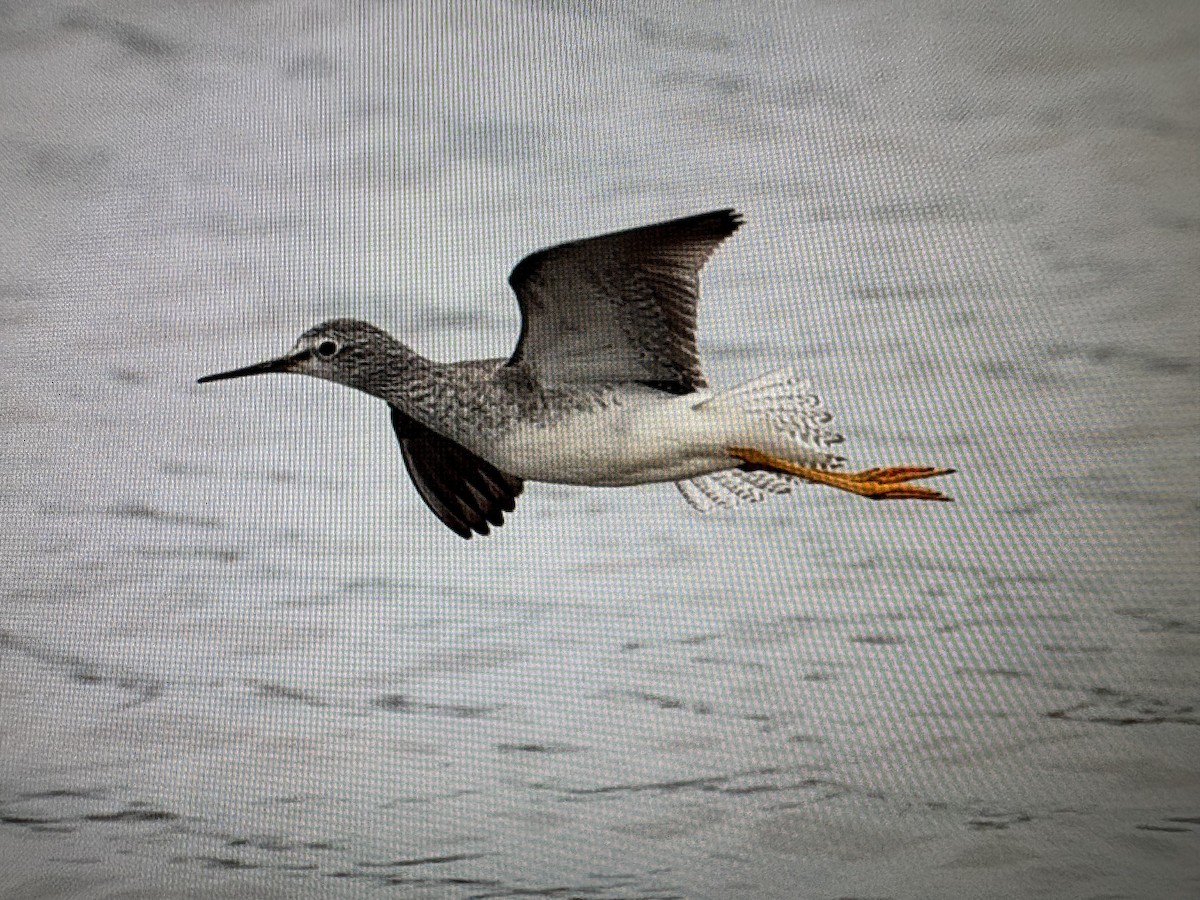 Kuliska hankahori txikia - ML646592444