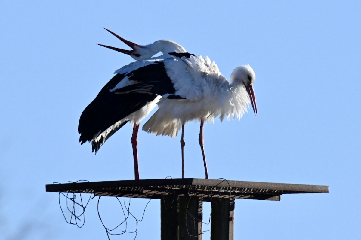Лелека білий - ML646592445