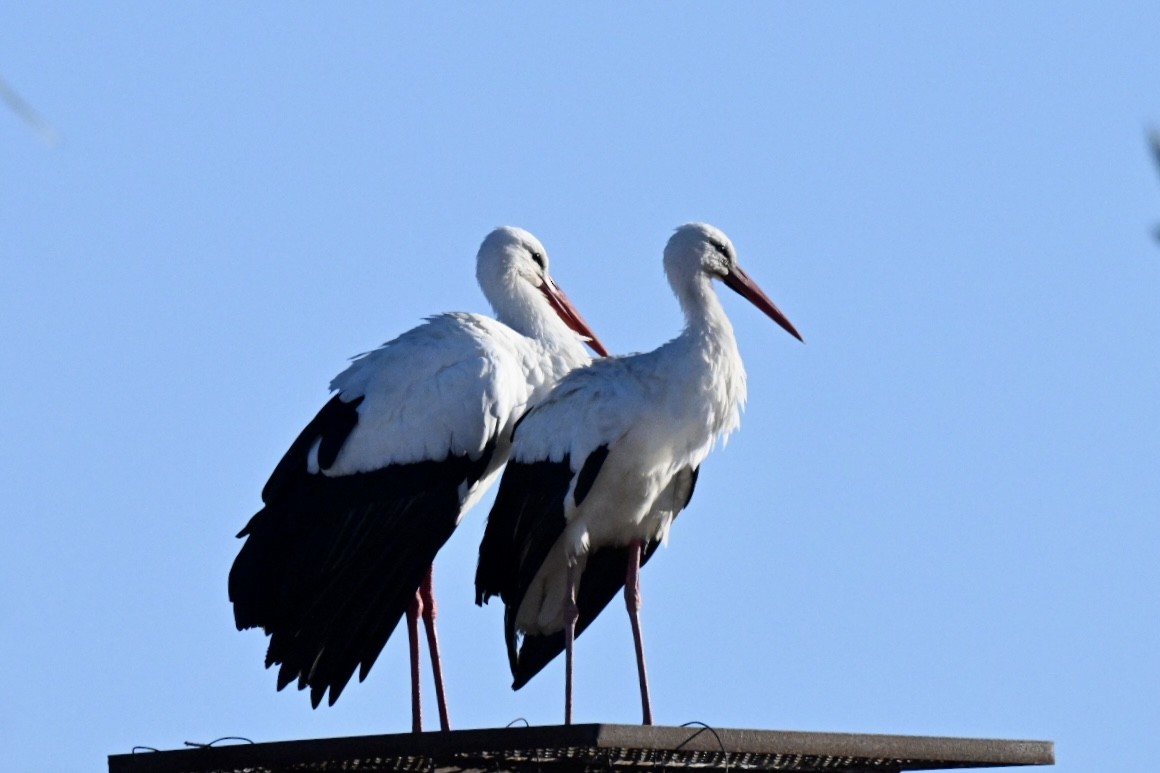 Лелека білий - ML646592446