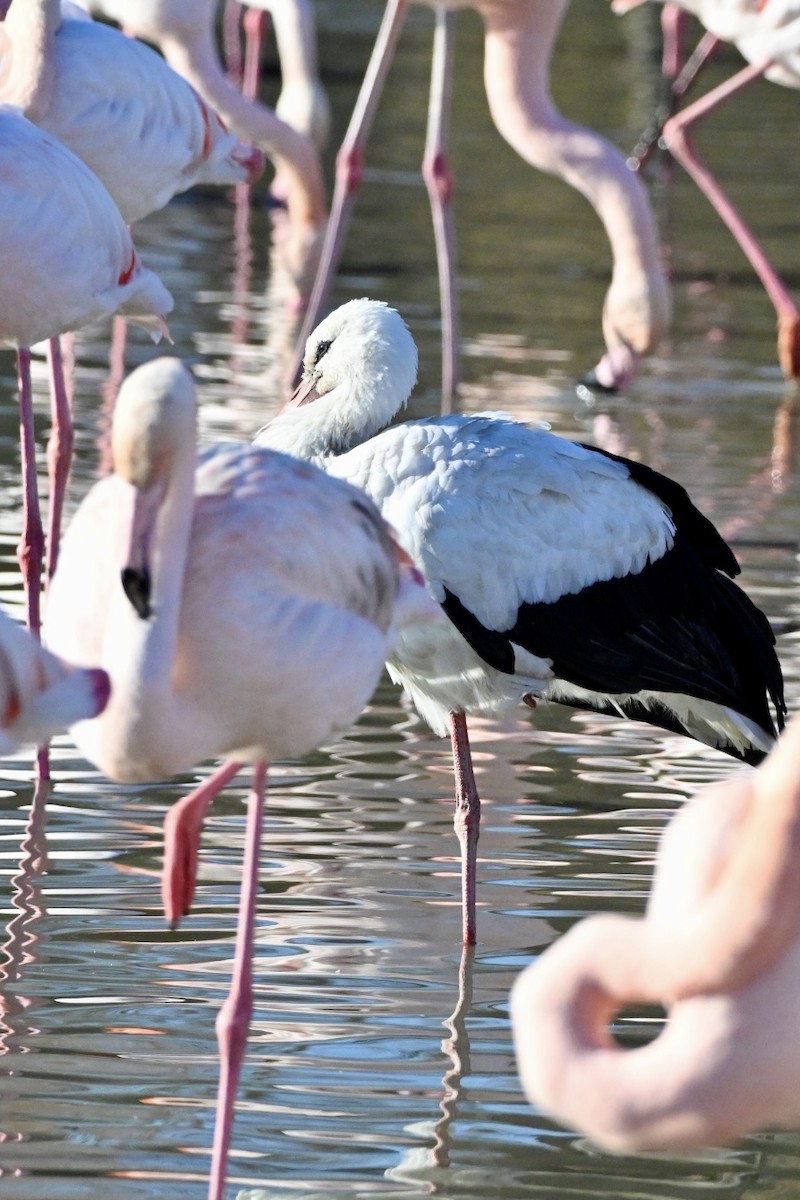 Лелека білий - ML646592447