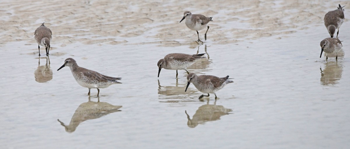 Побережник ісландський - ML646592448