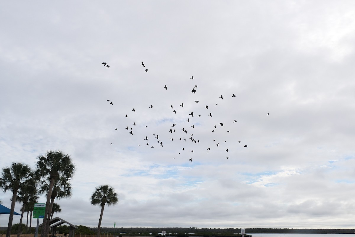 Гракл прибережний - ML646592449