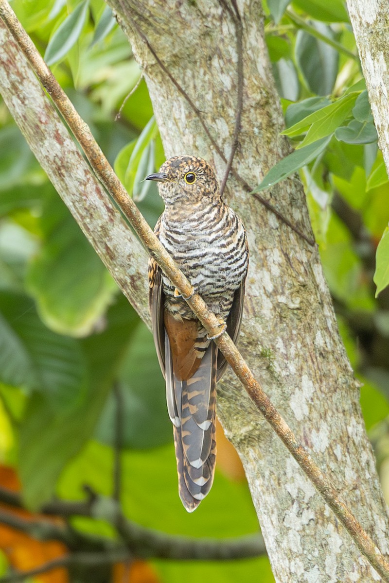 Дідрик зеленоголовий [група poecilurus] - ML646592450