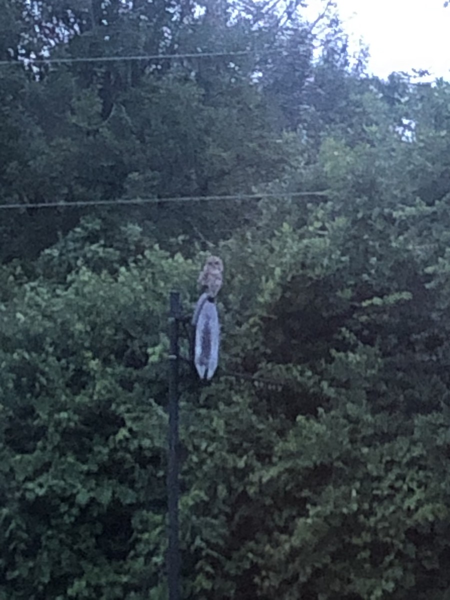 Сова неоарктична - ML646592451