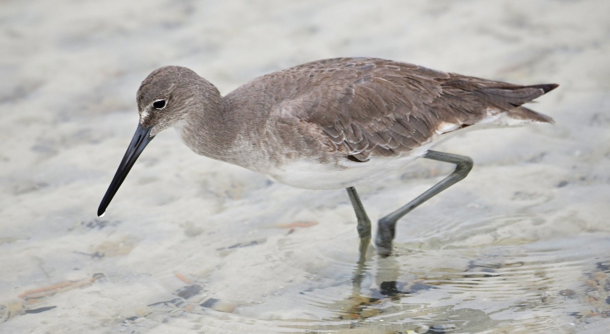 Коловодник американський - ML646592457