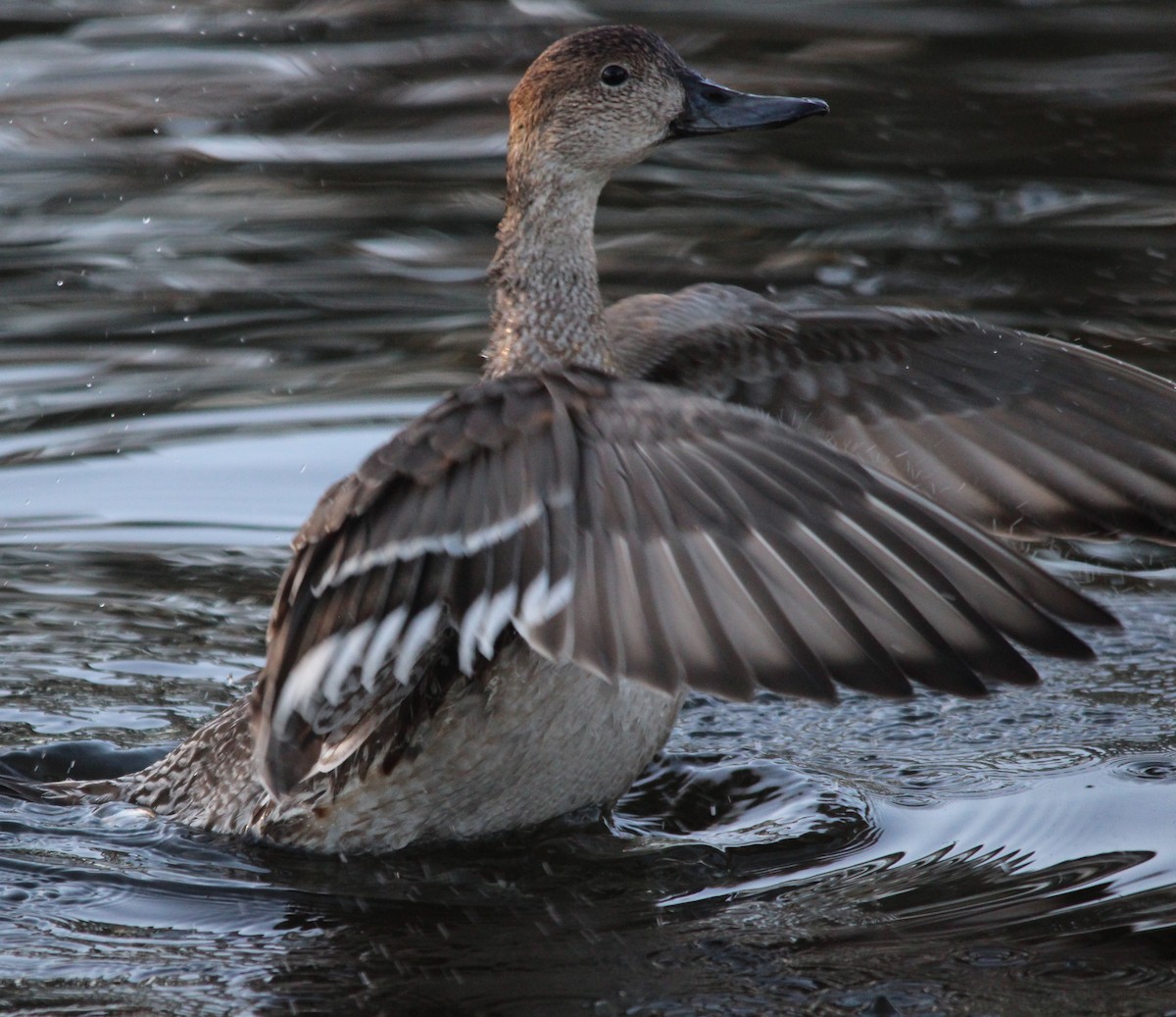 Northern Pintail - ML646592458