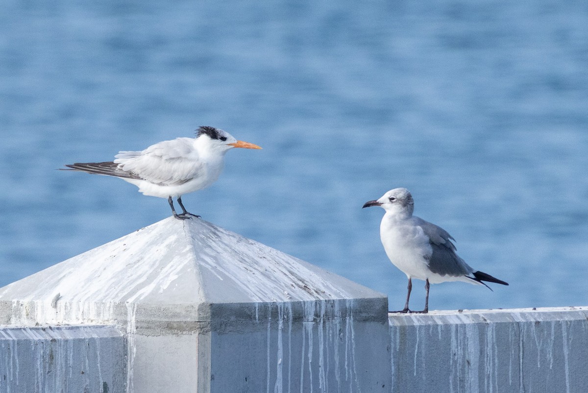 Крячок королівський - ML646592459