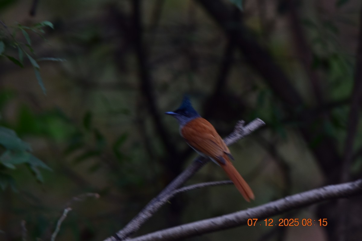 Монарх-довгохвіст азійський - ML646592461