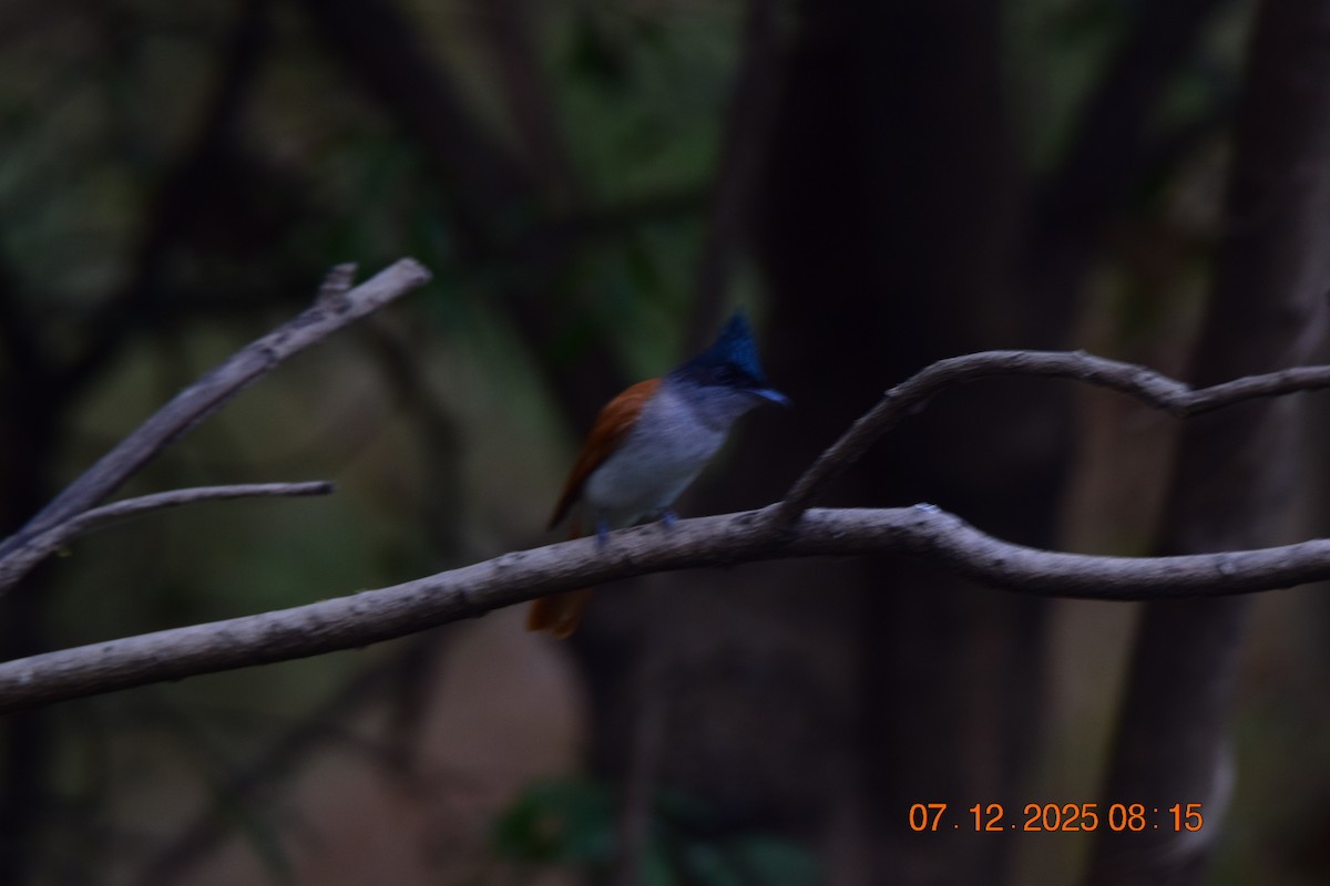 Монарх-довгохвіст азійський - ML646592462