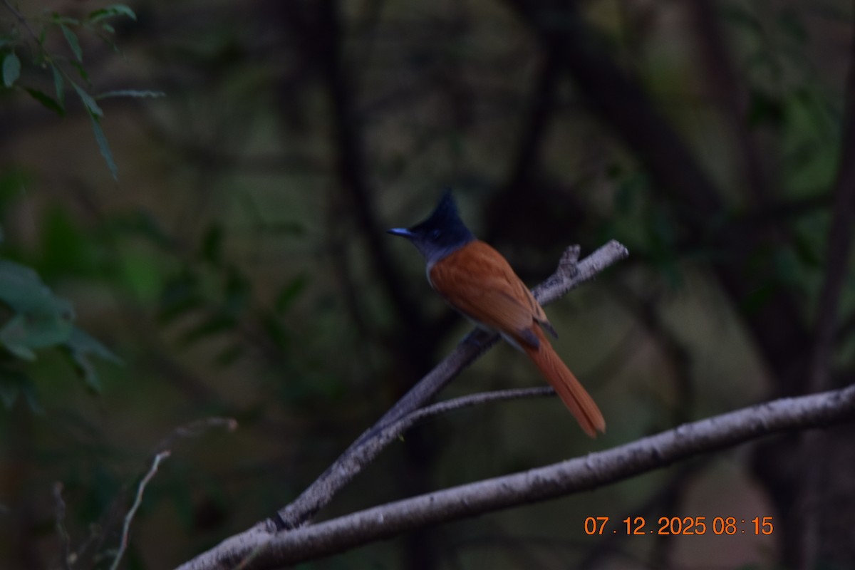 Монарх-довгохвіст азійський - ML646592463