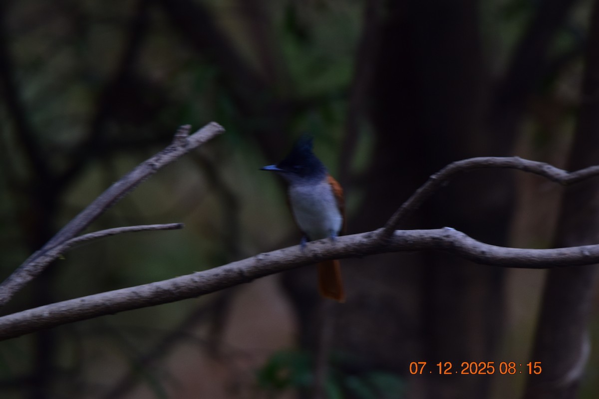 Монарх-довгохвіст азійський - ML646592464