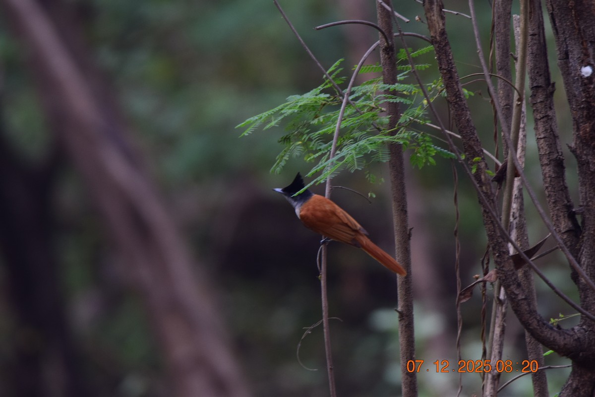 Монарх-довгохвіст азійський - ML646592465
