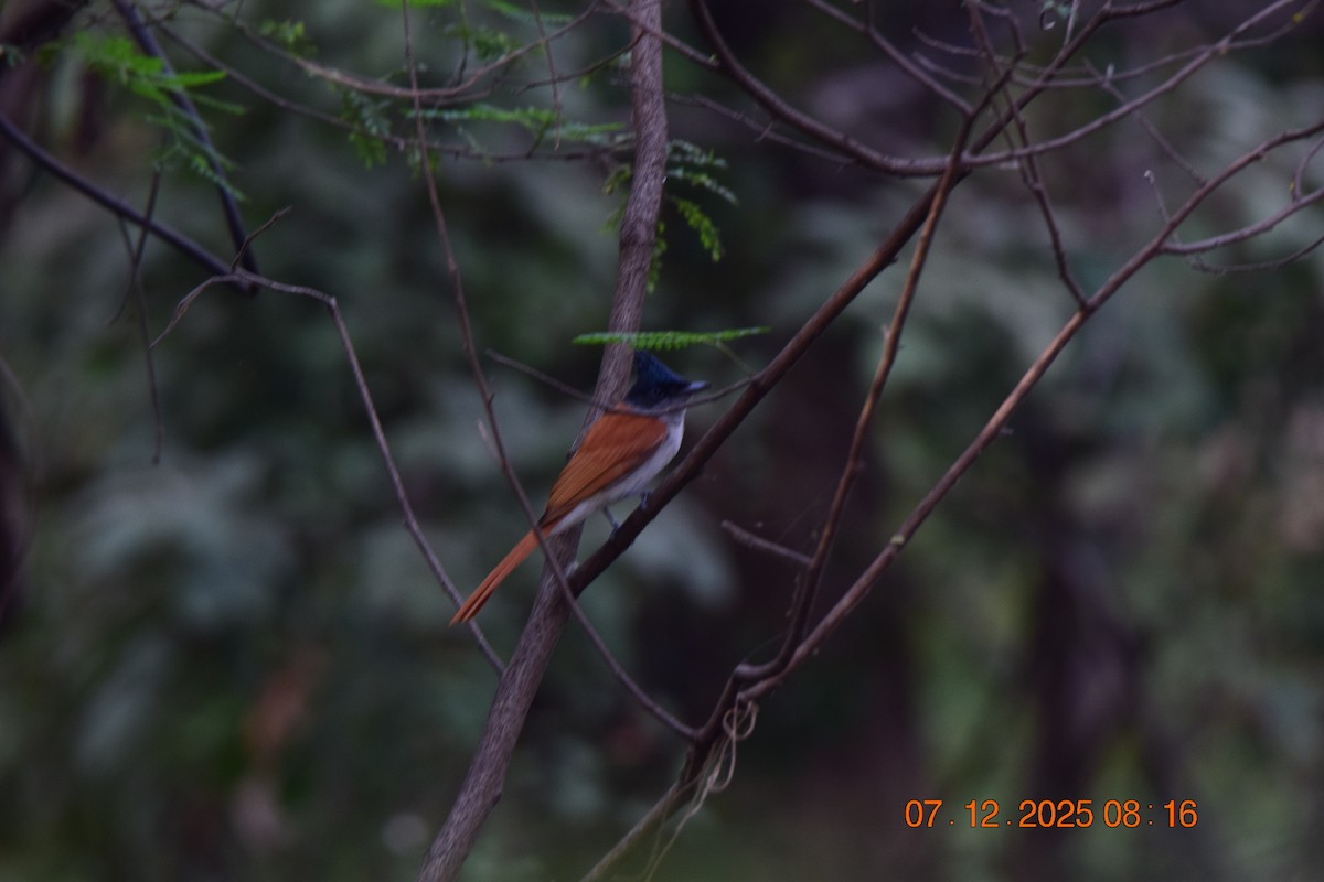 Монарх-довгохвіст азійський - ML646592466