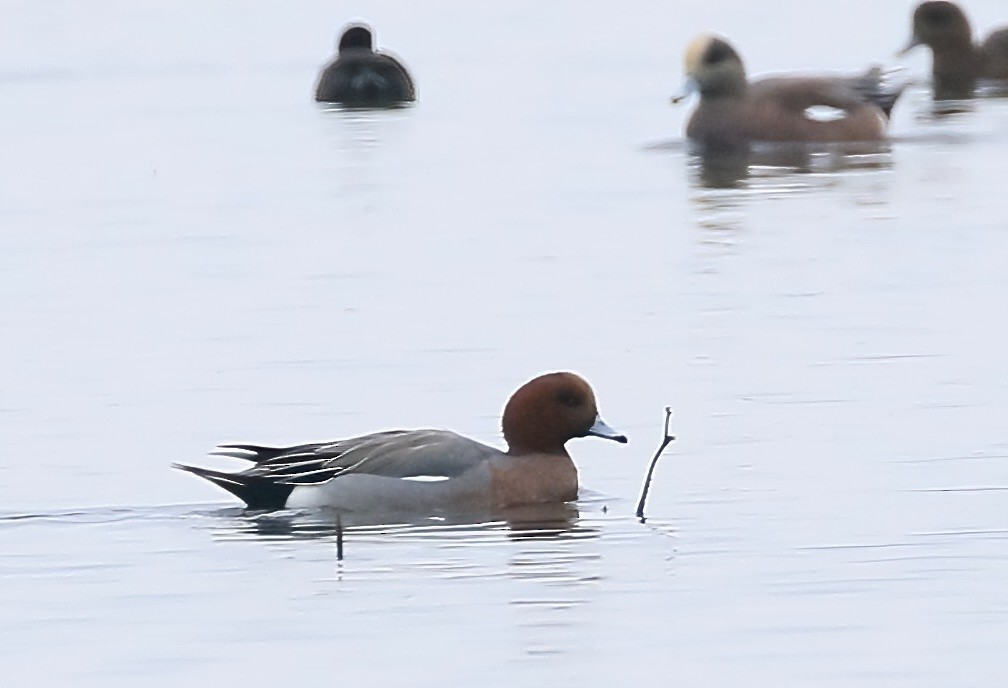 Свищ євразійський - ML646592467