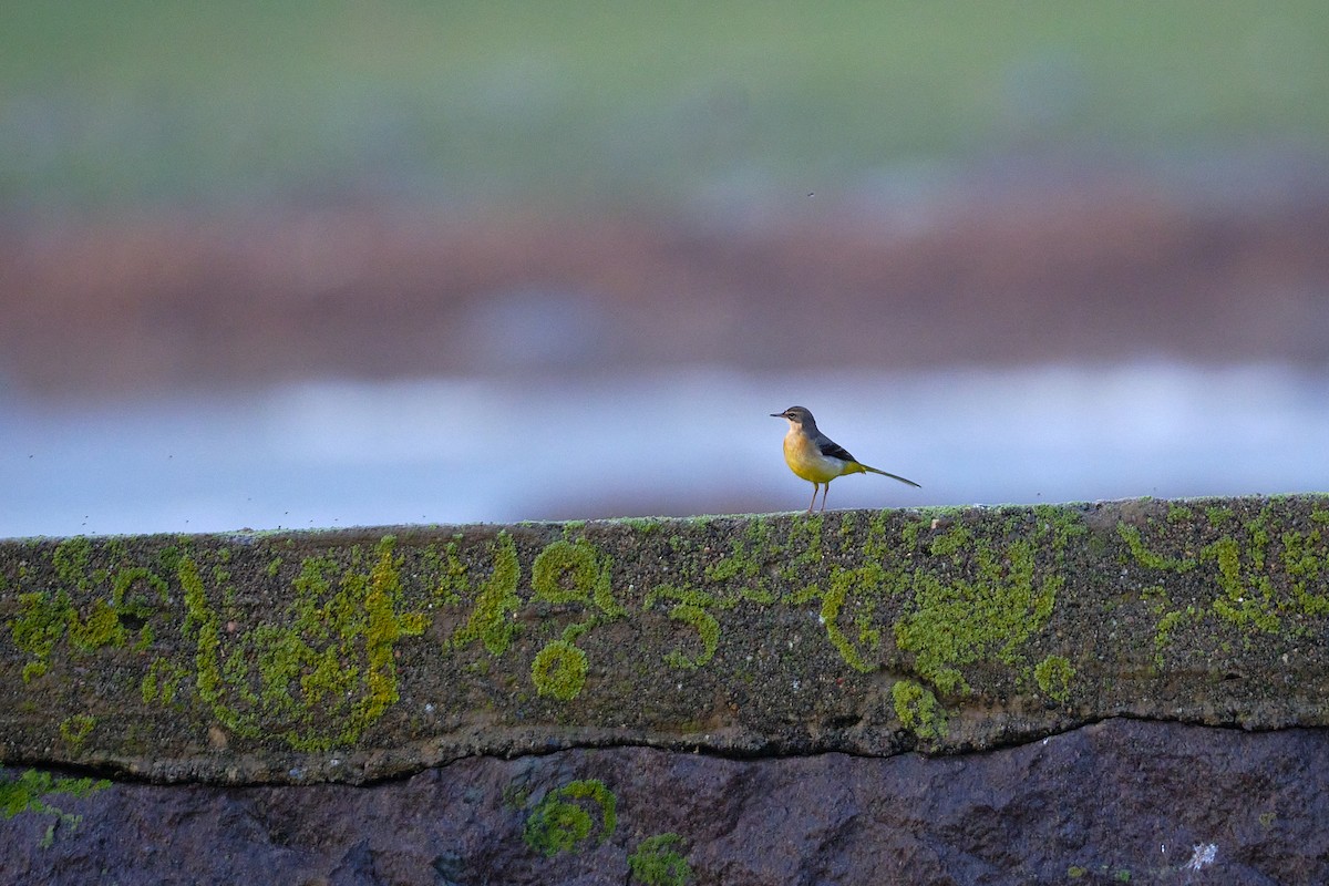 Плиска гірська - ML646592468