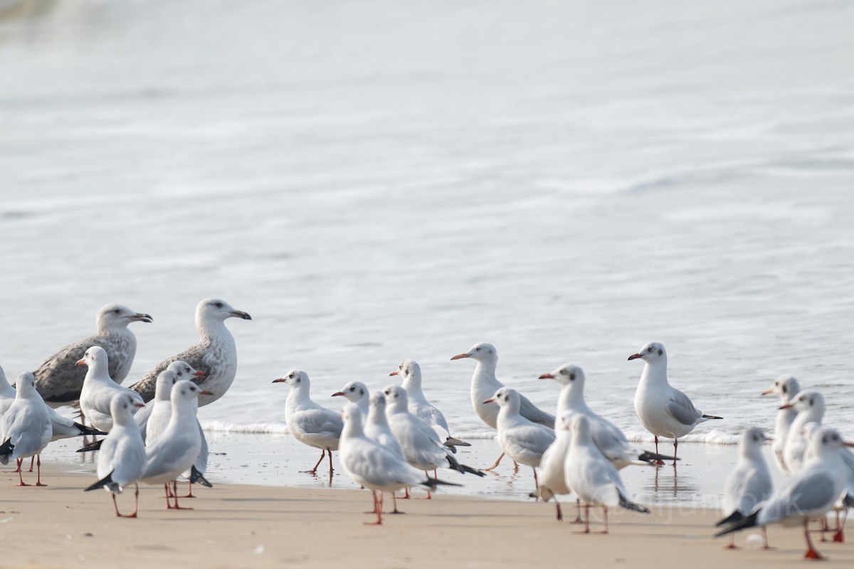 Black-headed Gull - ML646592470