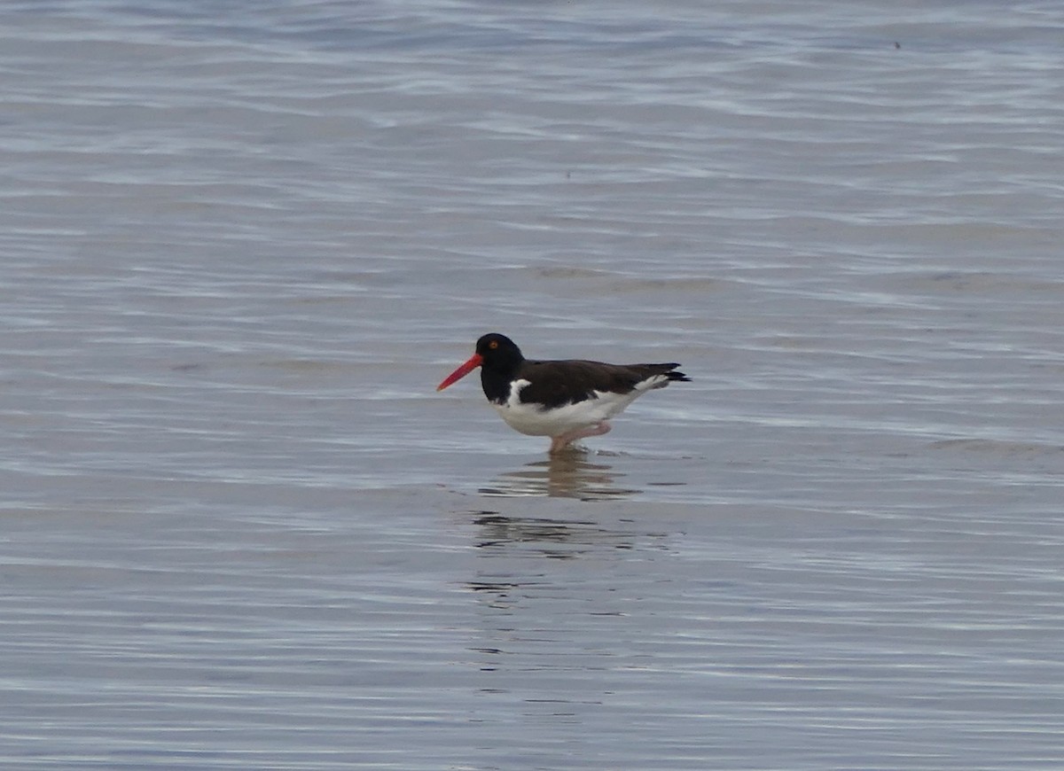 Кулик-сорока американський - ML646592471