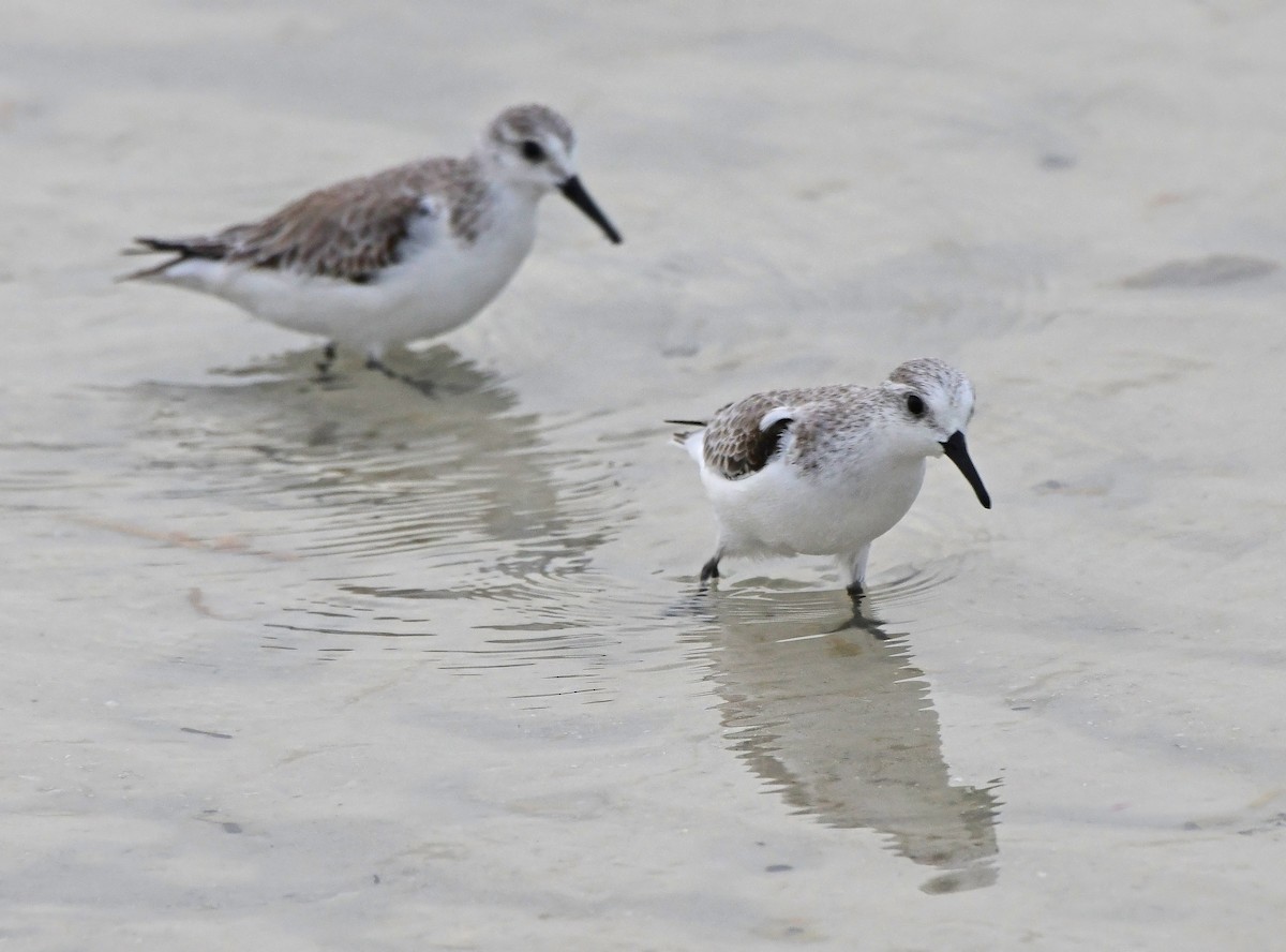 Побережник білий - ML646592473