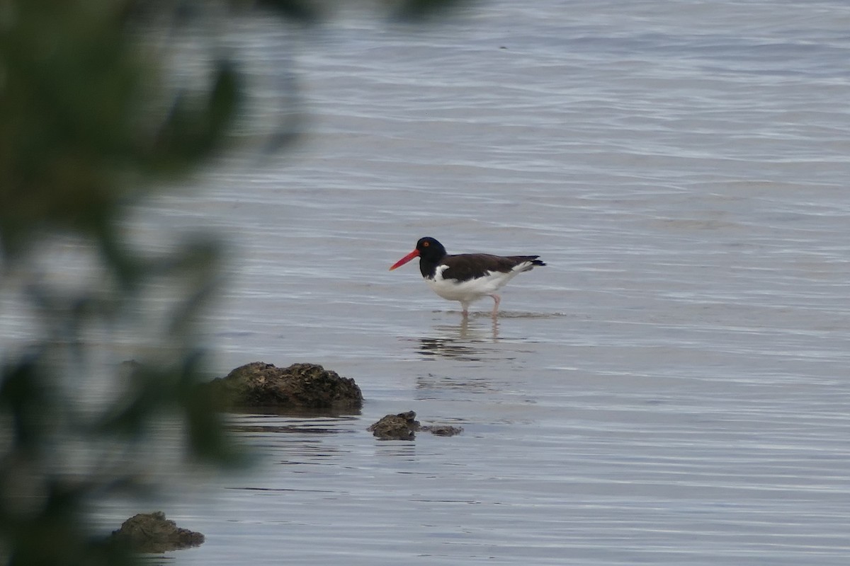 Кулик-сорока американський - ML646592474