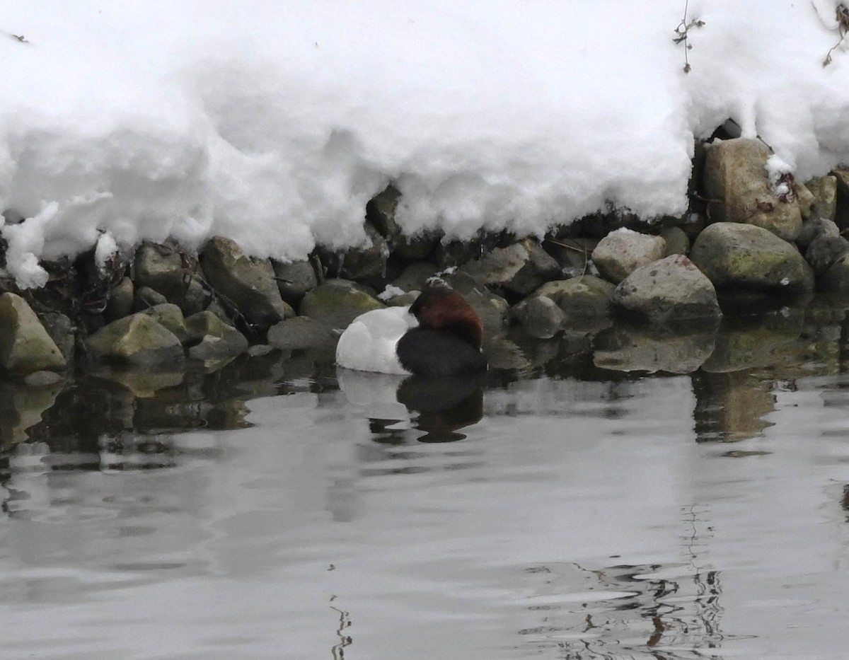 Попелюх довгодзьобий - ML646592476