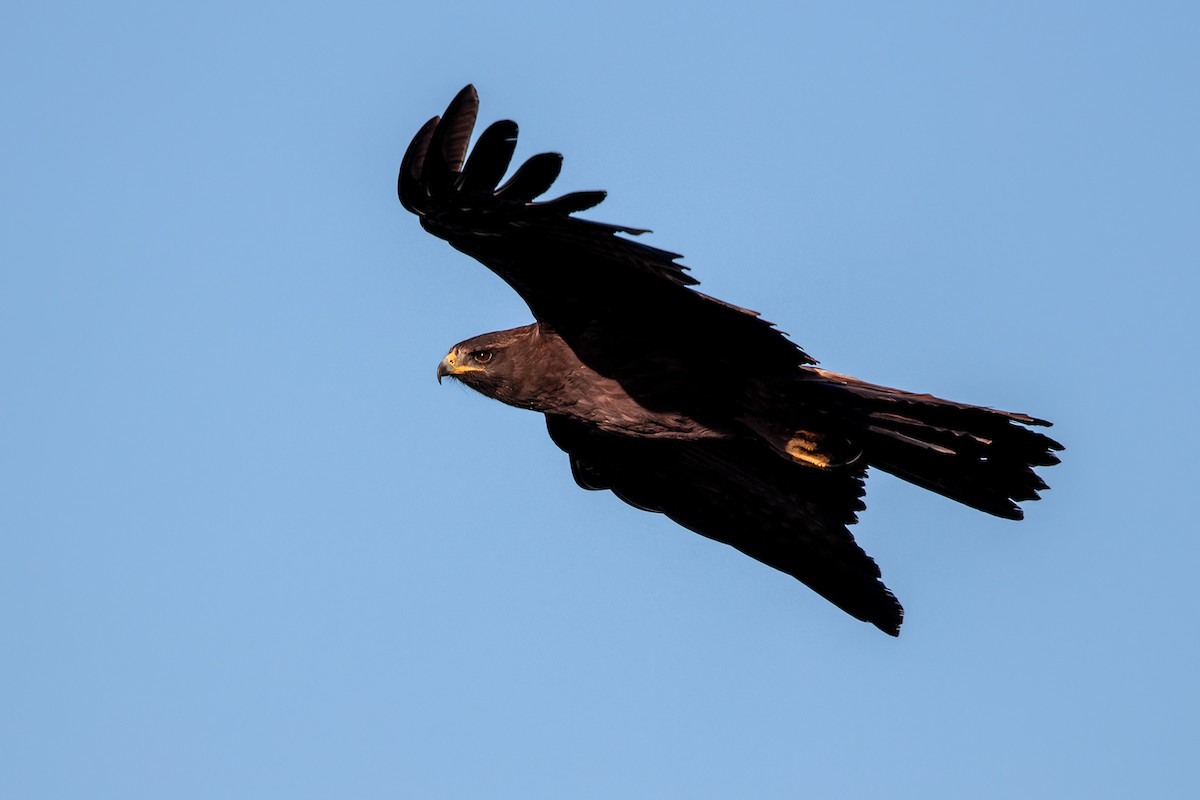 Black Eagle - ML646592484