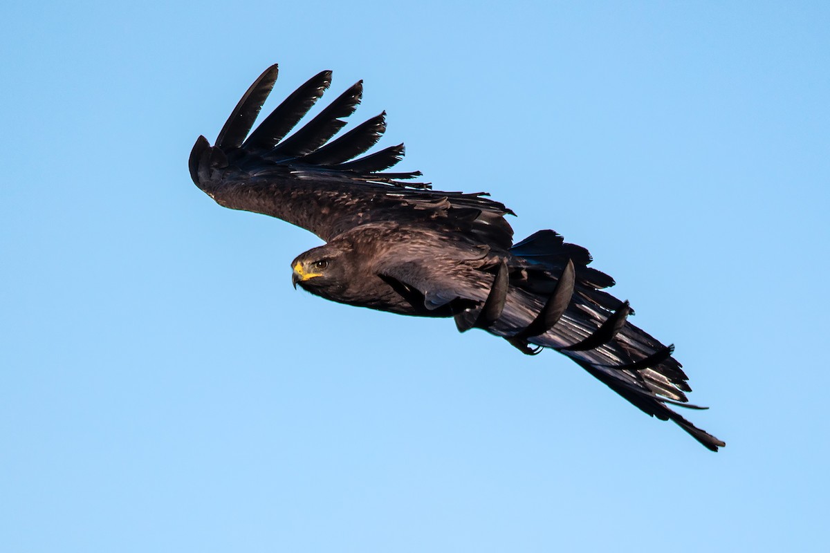 Black Eagle - ML646592485