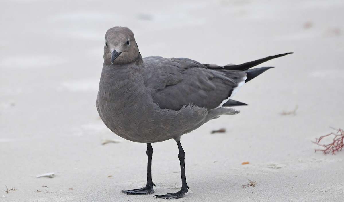 Goéland gris - ML646592486