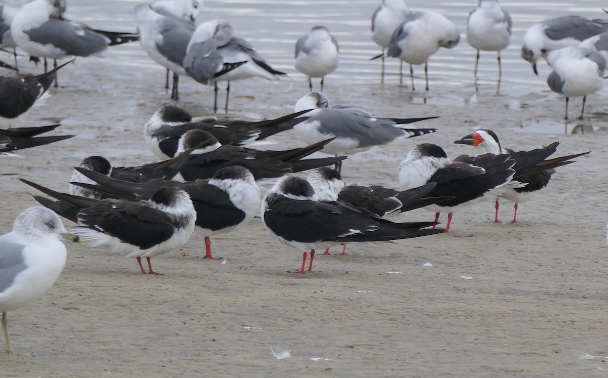 Bec-en-ciseaux noir - ML646592488