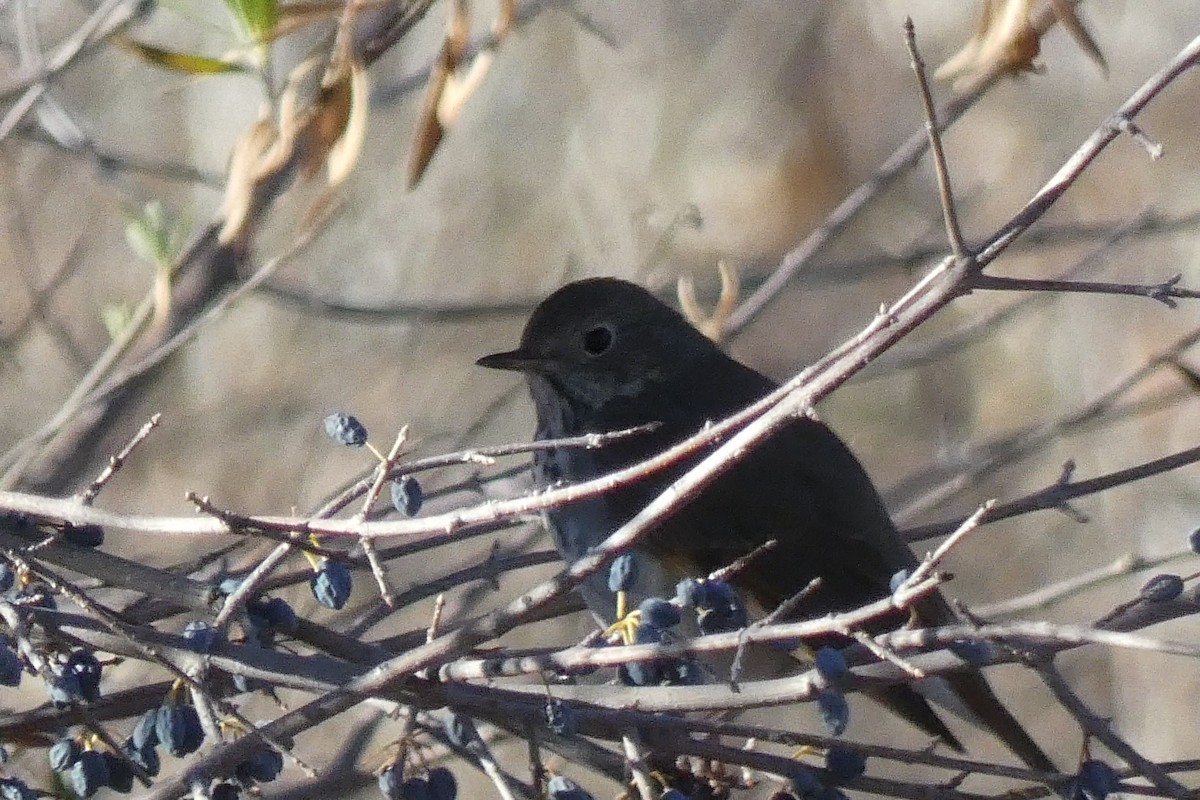 Дрізд-короткодзьоб плямистоволий - ML646592492