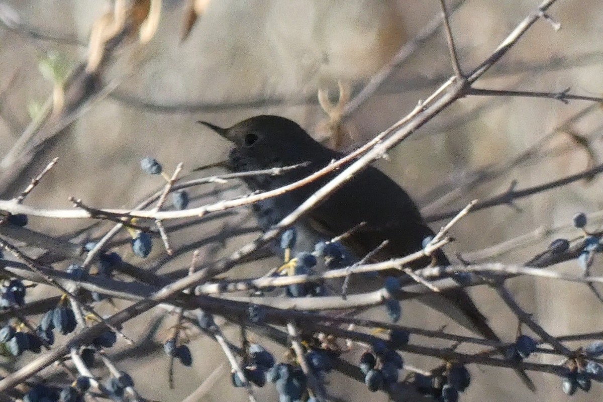 Дрізд-короткодзьоб плямистоволий - ML646592493