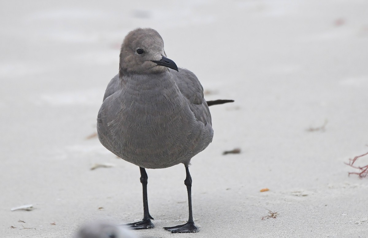 Goéland gris - ML646592494