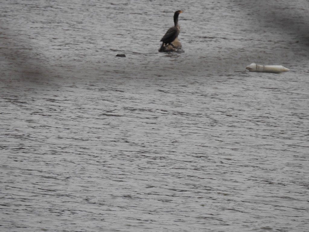 Double-crested Cormorant - ML646592495
