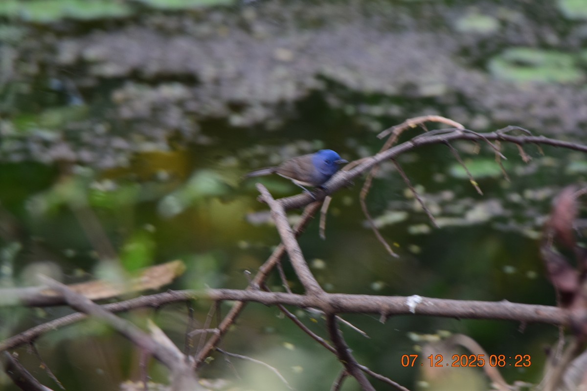 Black-naped Monarch - ML646592496