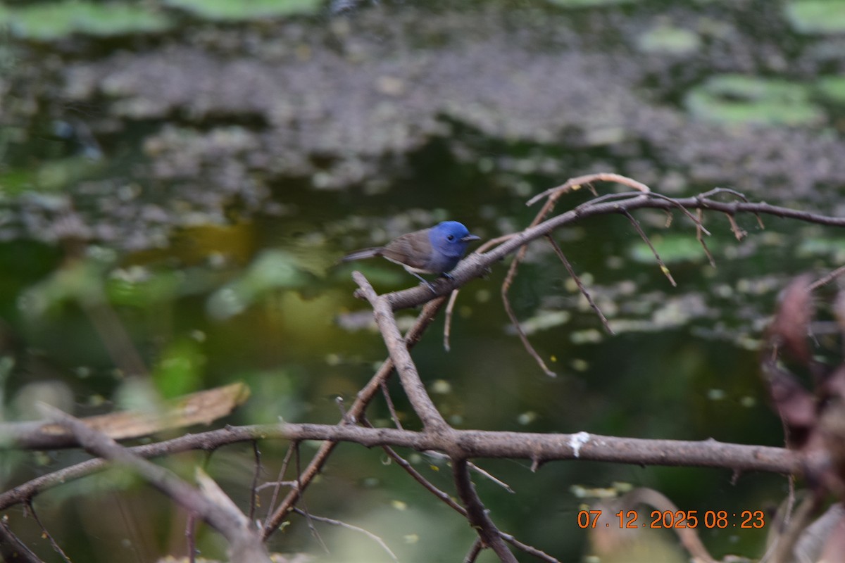 Black-naped Monarch - ML646592497