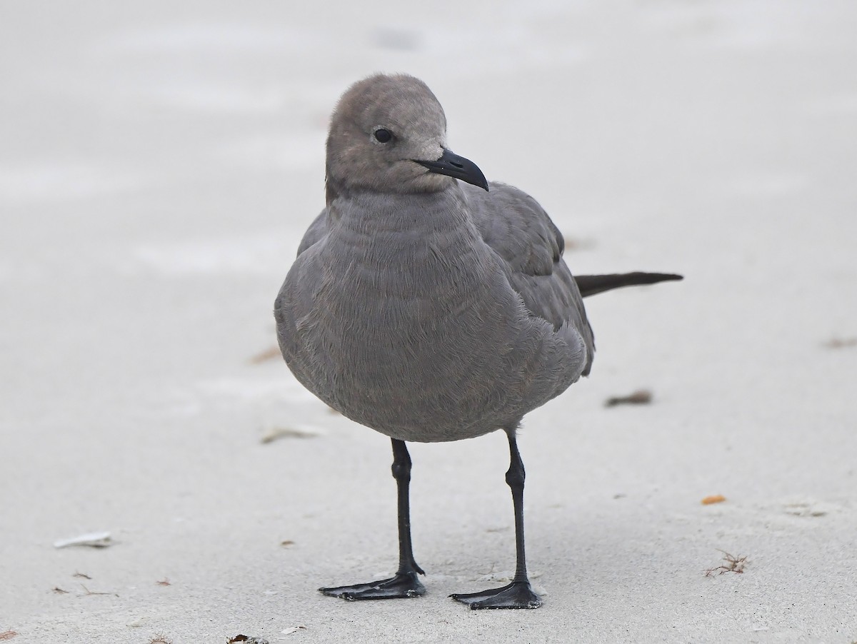 Goéland gris - ML646592507