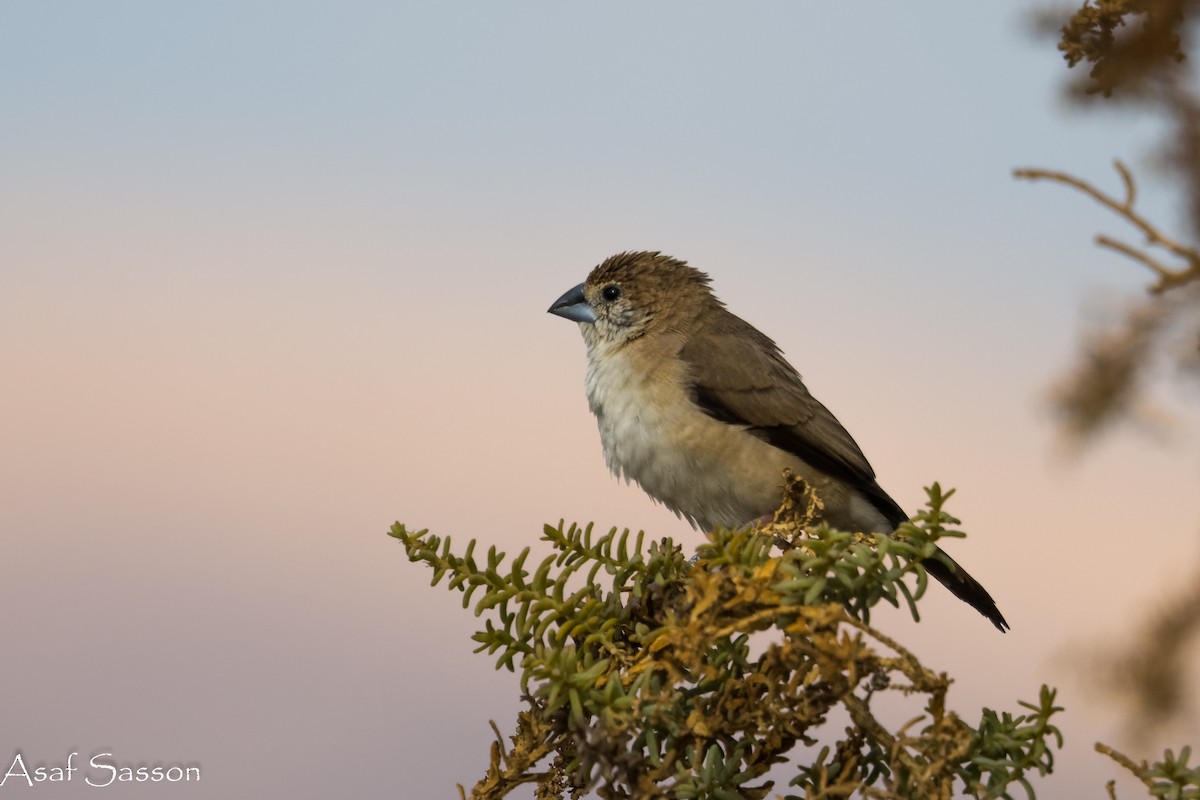 Indian Silverbill - ML646592508