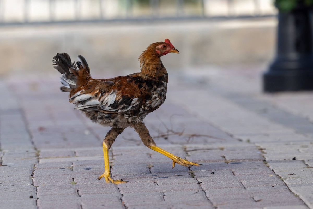 Red Junglefowl - ML646592509