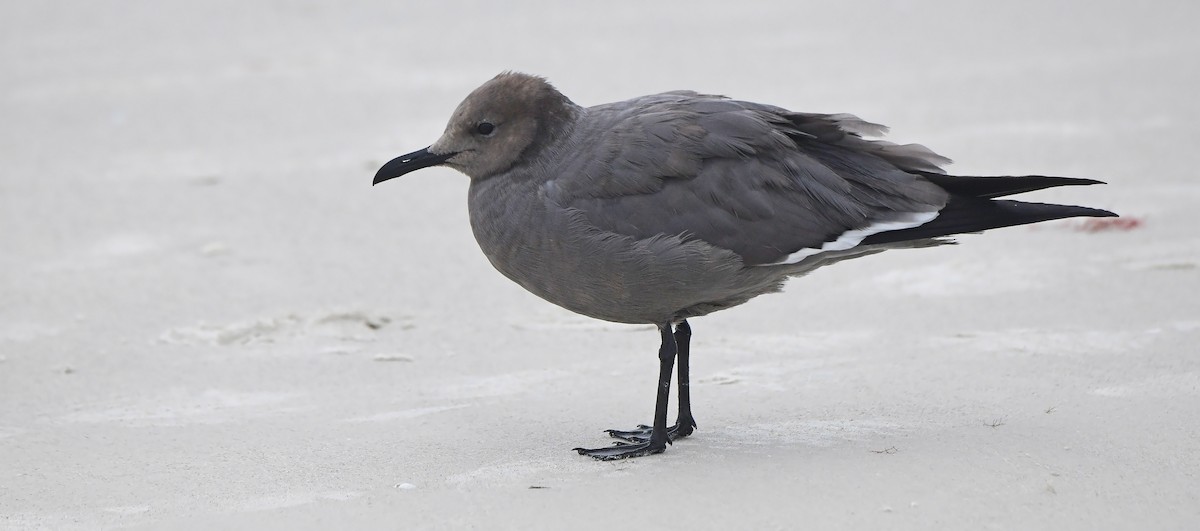 Goéland gris - ML646592514